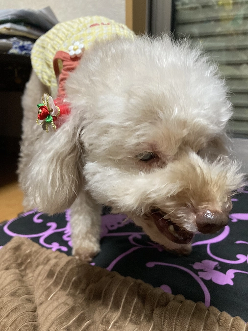 スイカがいいらしい🍉