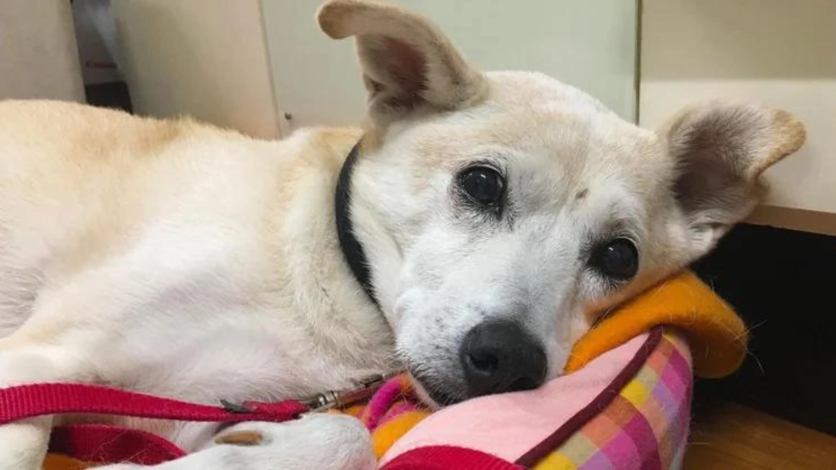 【150万円まであと31万円！】高齢犬の介護について。最期まで犬猫たちと幸せな時間を過ごせるように。