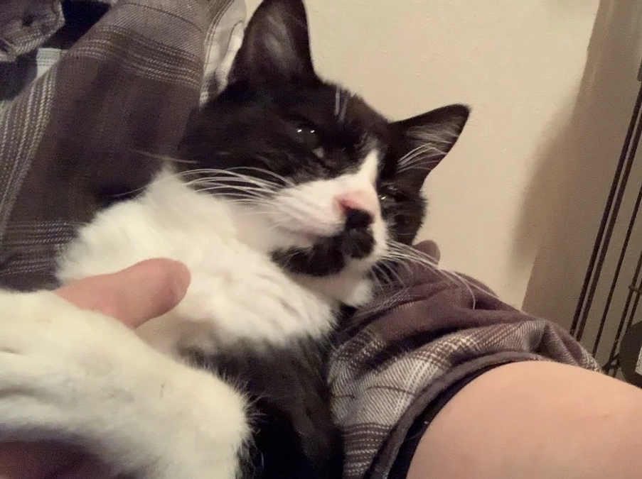 左目の瞬膜が癒着してるハチワレのハッチ。来年手術することになりました。