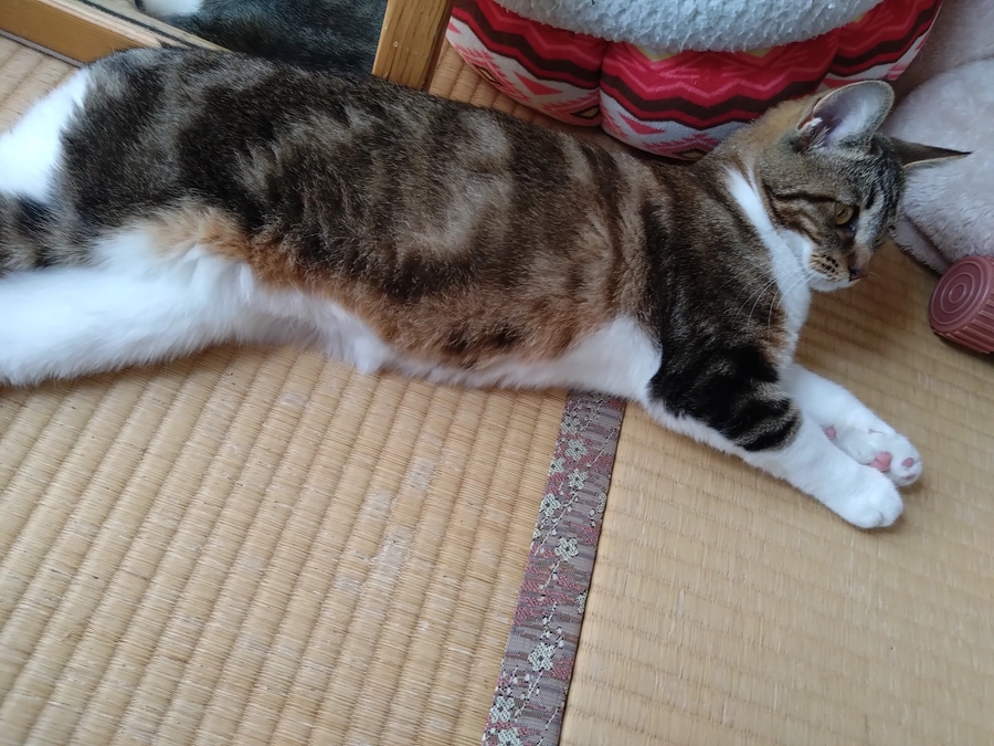 【残り３日となりました】