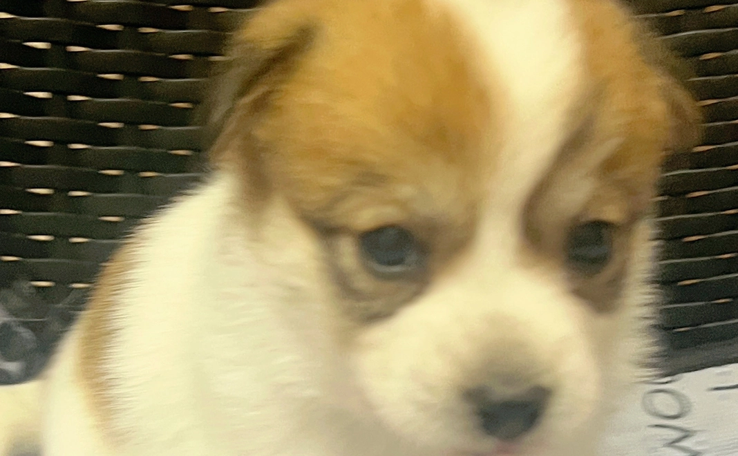 命のケアコース