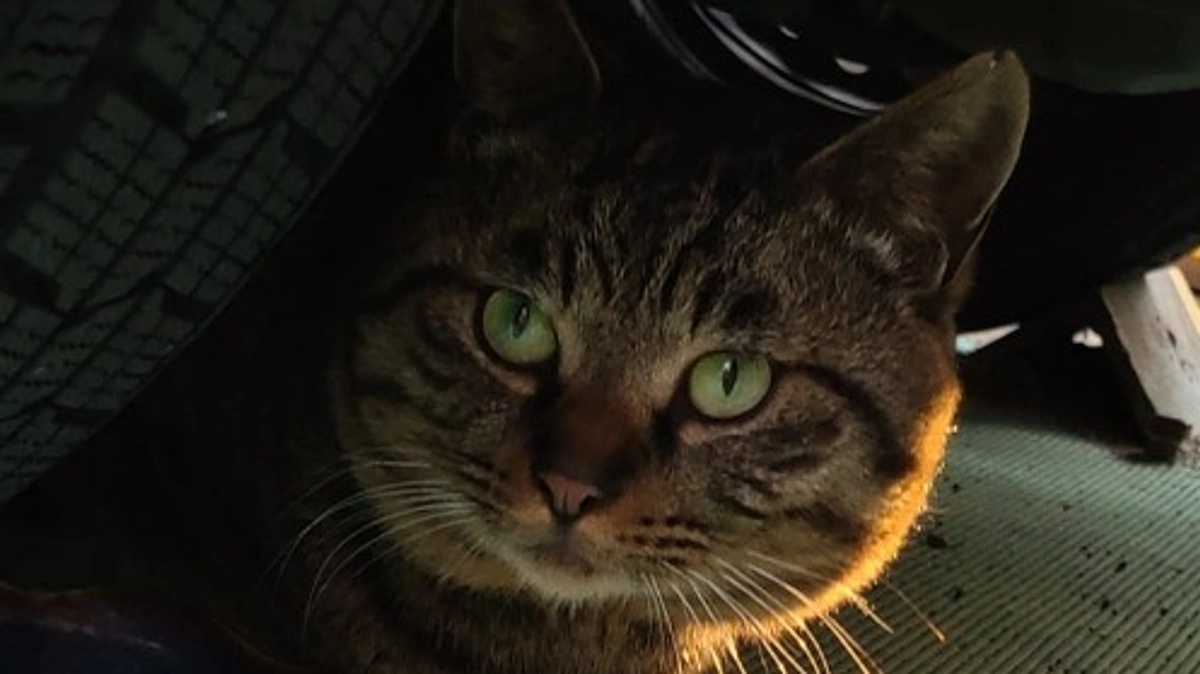 草加市内の猫さんたちの確認と、捕獲器の事前搬入を行いました。