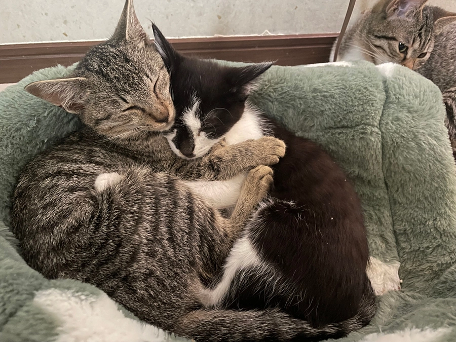 プロジェクトにかける思い〜15年保護活動を継続しているからこそ感じていること〜