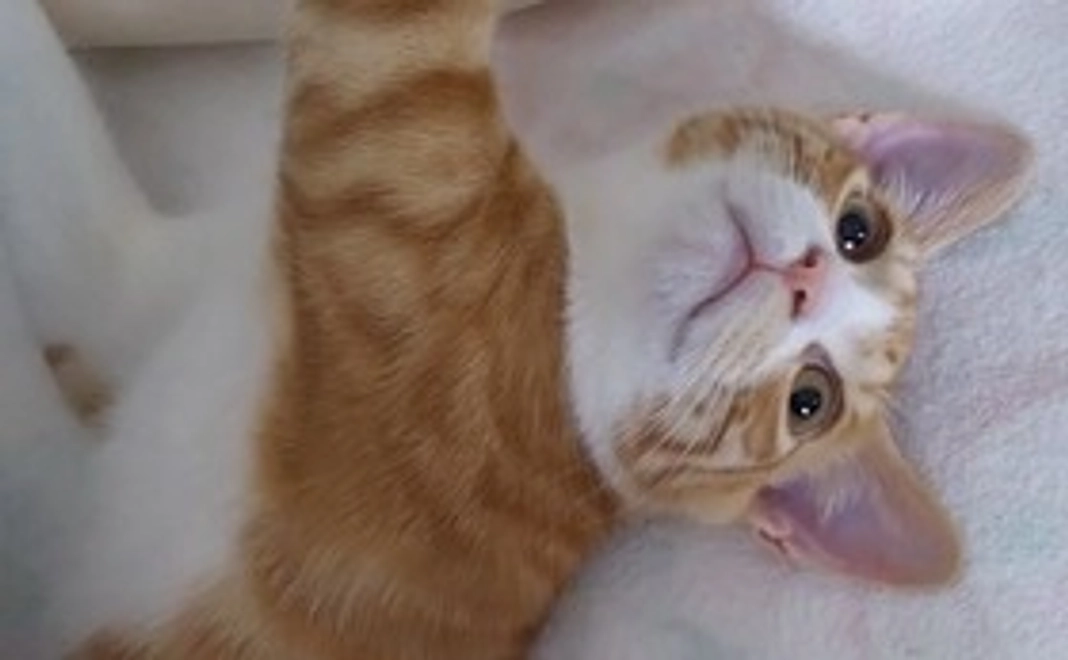 ヂュンペイ画像1枚コース