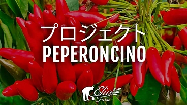 イタリアの伝統製法でペペロンチーノを愛媛で栽培します！ のトップ画像