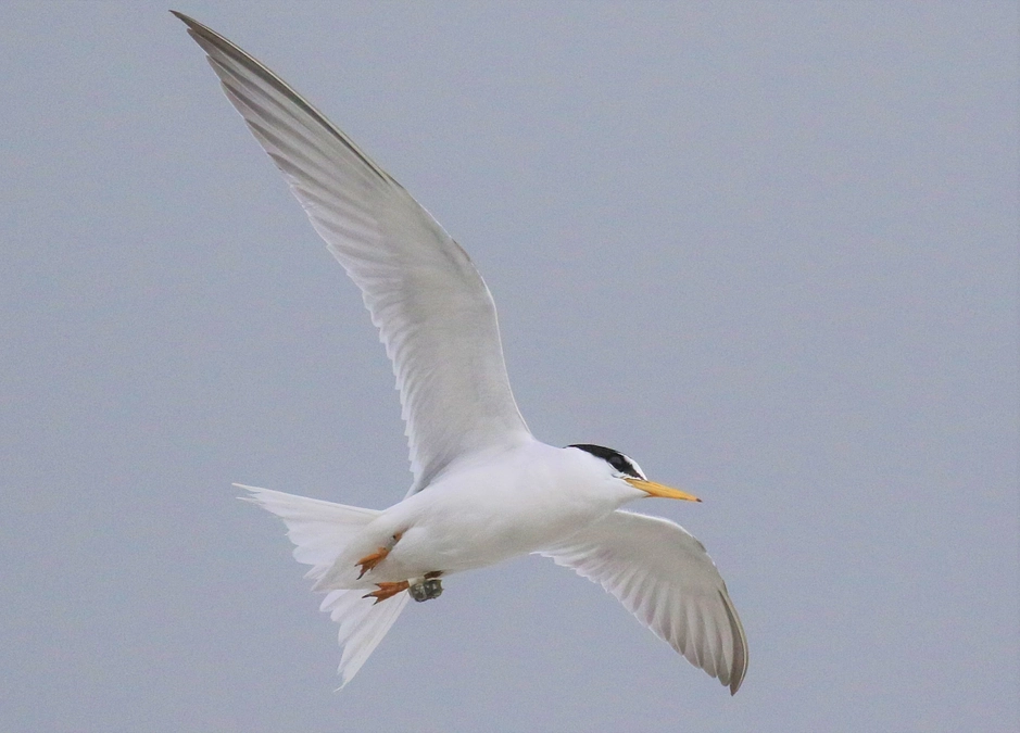 コアジサシに装着したジオロケーターの回収に成功しました
