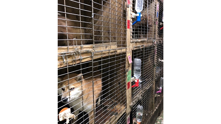 殺処分をなくし大切な命を救う為のシェルター建設にご協力ください! 5枚目