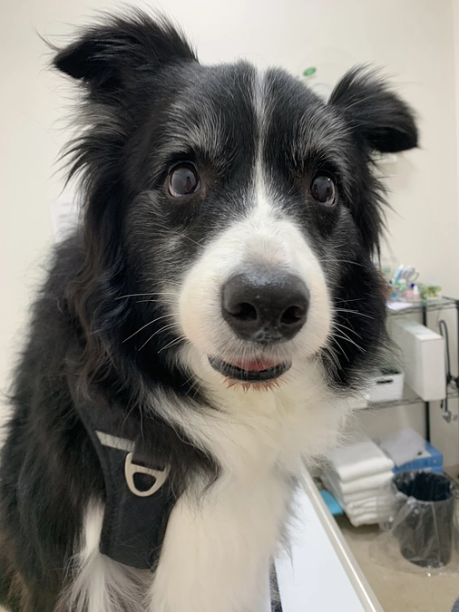 本日よりプロジェクトが公開されました。