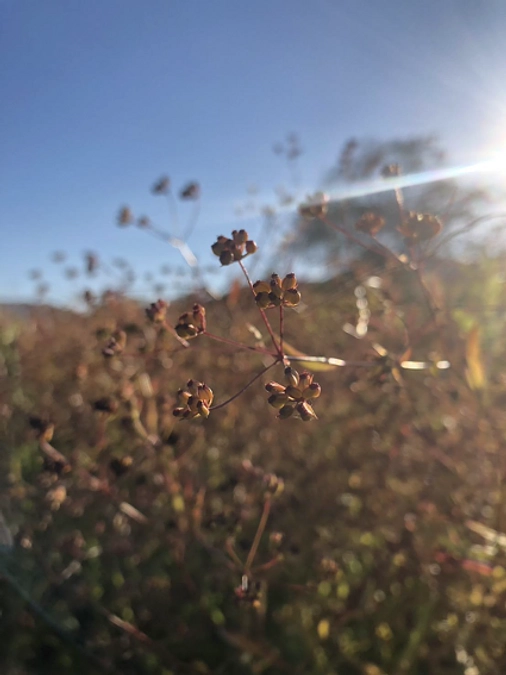 Tiny Home Village Project 4周年と今後の運営方法について