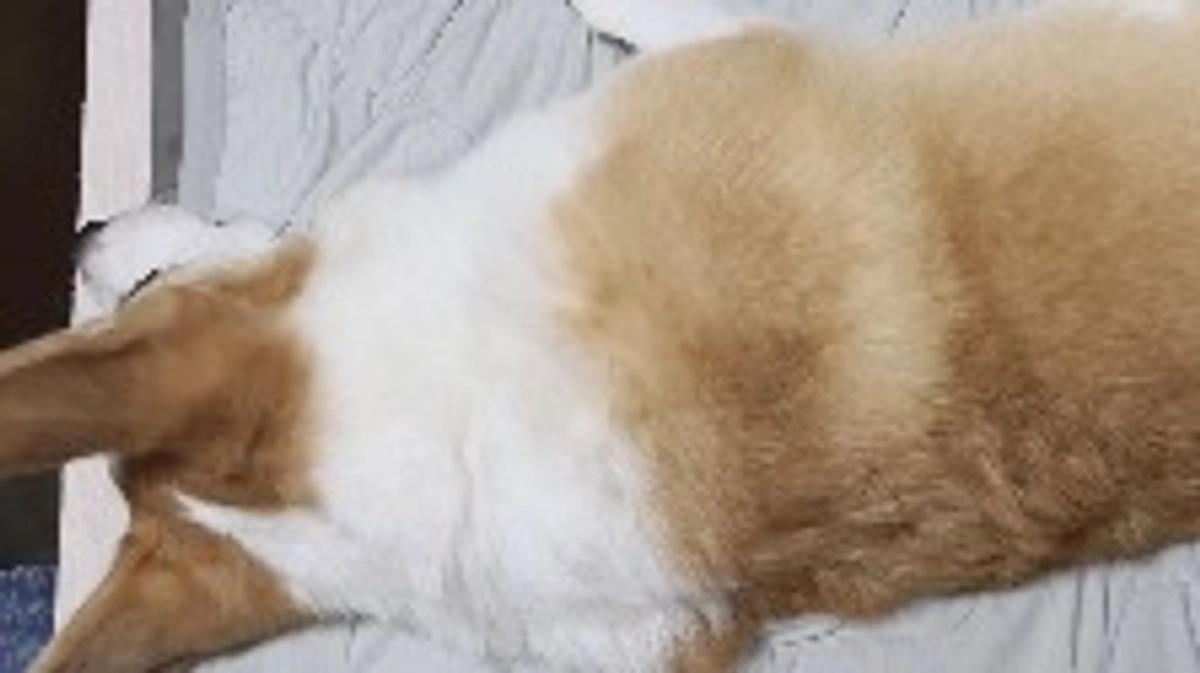 ルウちゃんの様子🐾