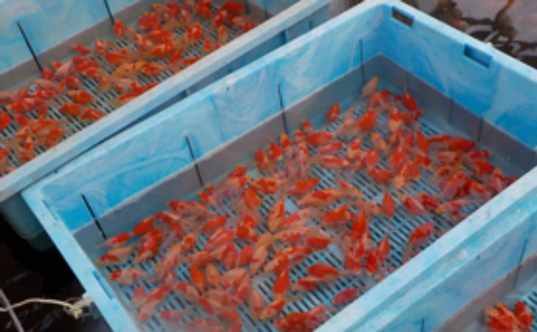 「生花アレンジメント」もしくは「金魚玉さば1匹」をプレゼント!