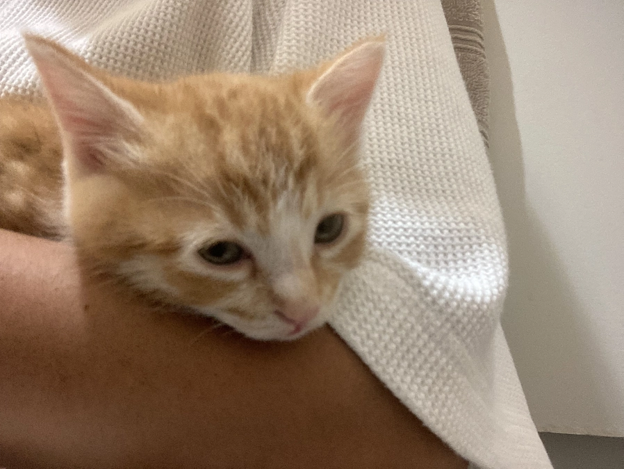 子猫捕獲！！ただ別の子③