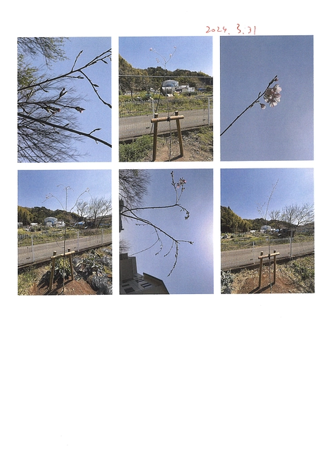 2024.3.31　桜観察