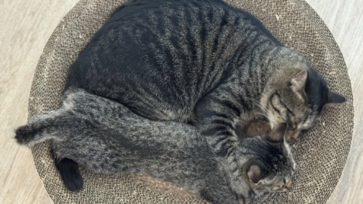 終了日まであと１日！どの子の命も諦めたくない！