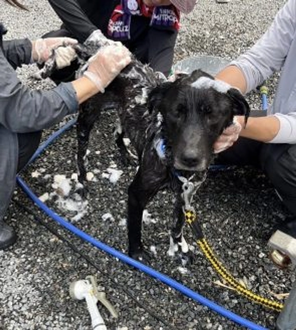 【緊急支援基金の寄付使途レポート】『わんわんさくちゃんお日様の会』に寄付をお届けしました