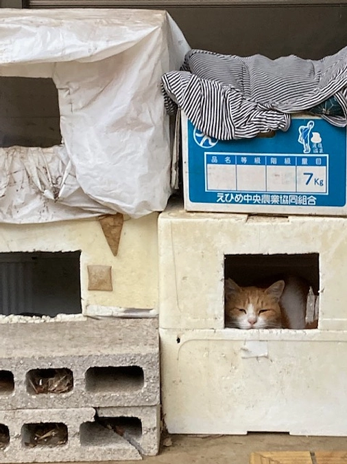 チャロ君、頑張ってます。