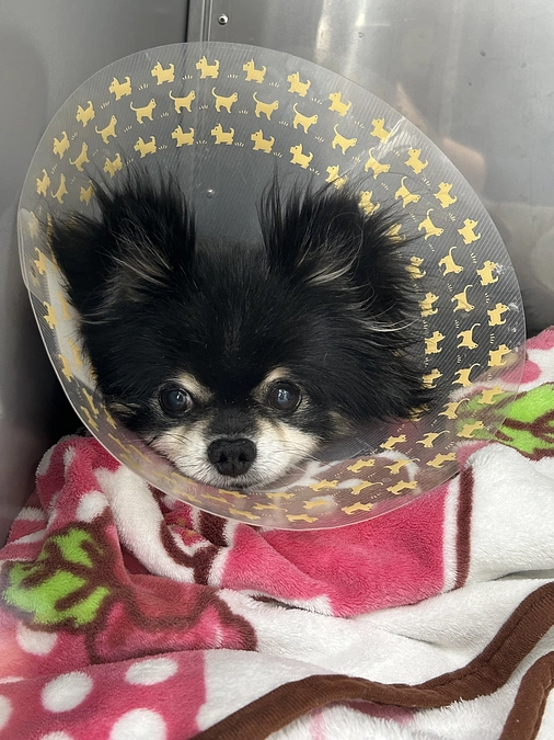 【転院及び治療期間等の変更についてのご報告】🐾