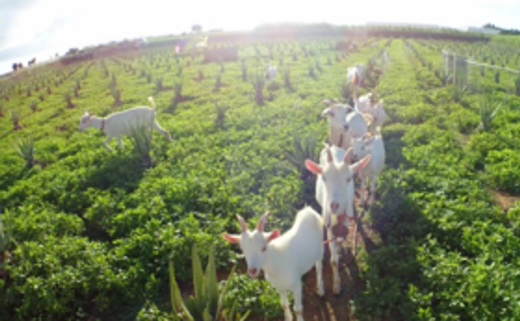 【お気持ちコース】