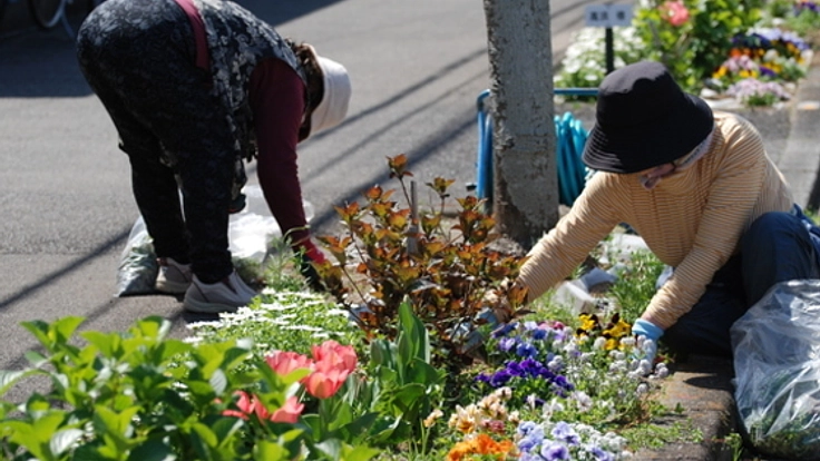 平均年齢70歳!私たちで地元宮崎にチューリップ3万本咲かせたい！