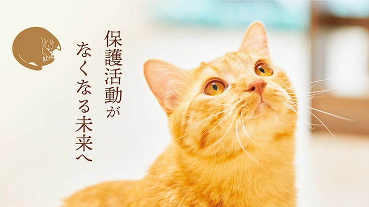 ラーメンの力で猫を助ける「保護猫ラーメンカフェ」を作ります! 2枚目