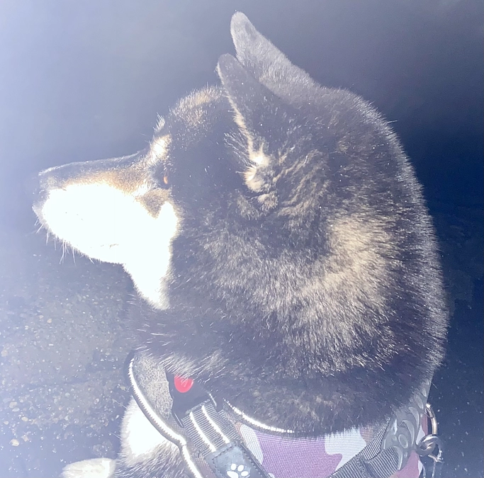 小鉄と夜のお散歩