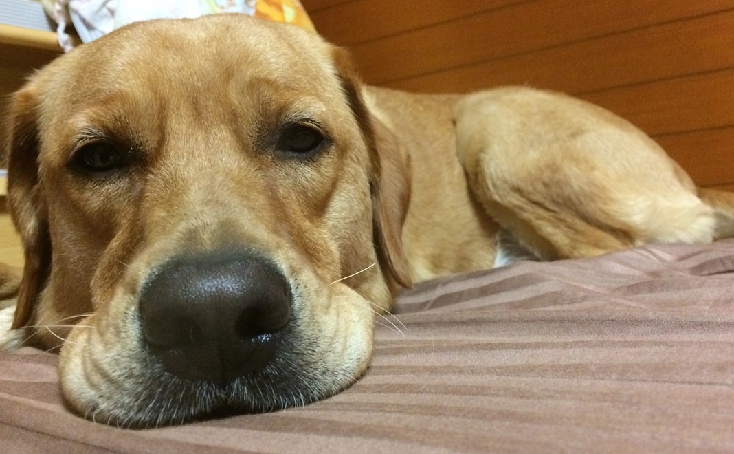 ご支援ありがとうございますi