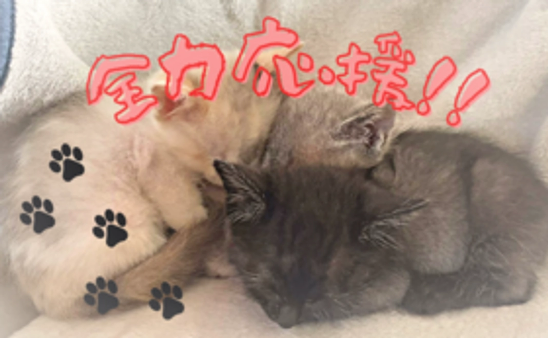 全力応援5000円にゃ(=^ ^=)
