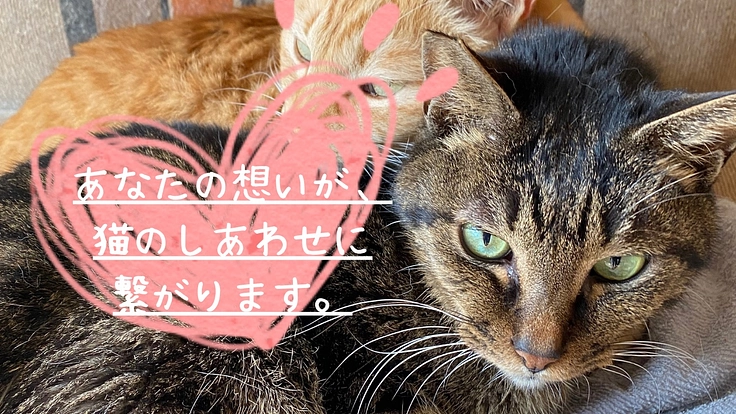 【山猫の家】猫保護施設の修繕費と維持のために！