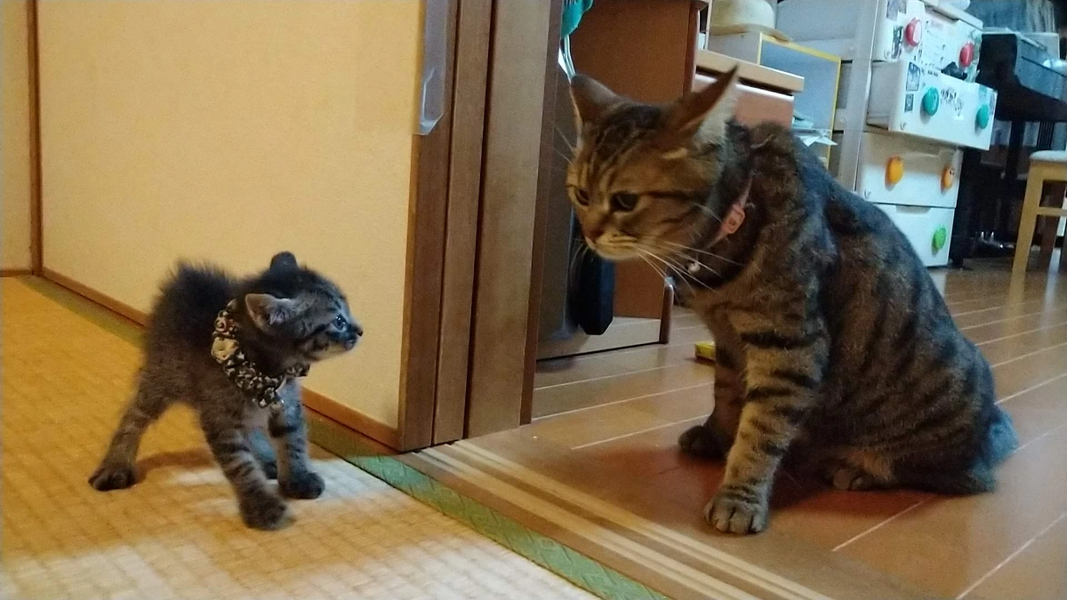 今日のリリタスの様子について