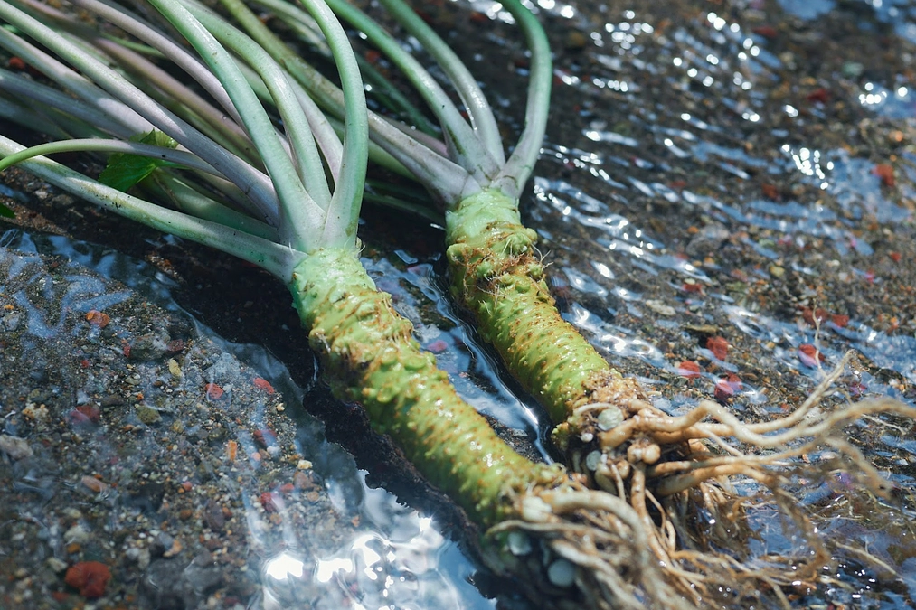 カウントダウン！残り5日となりました。