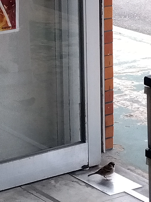 💞雀ちゃんころんだ🙌🐦🌸