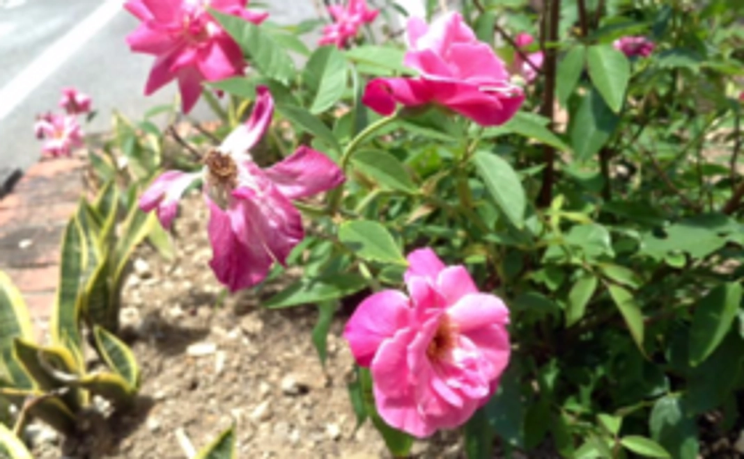 「真心」応援コース