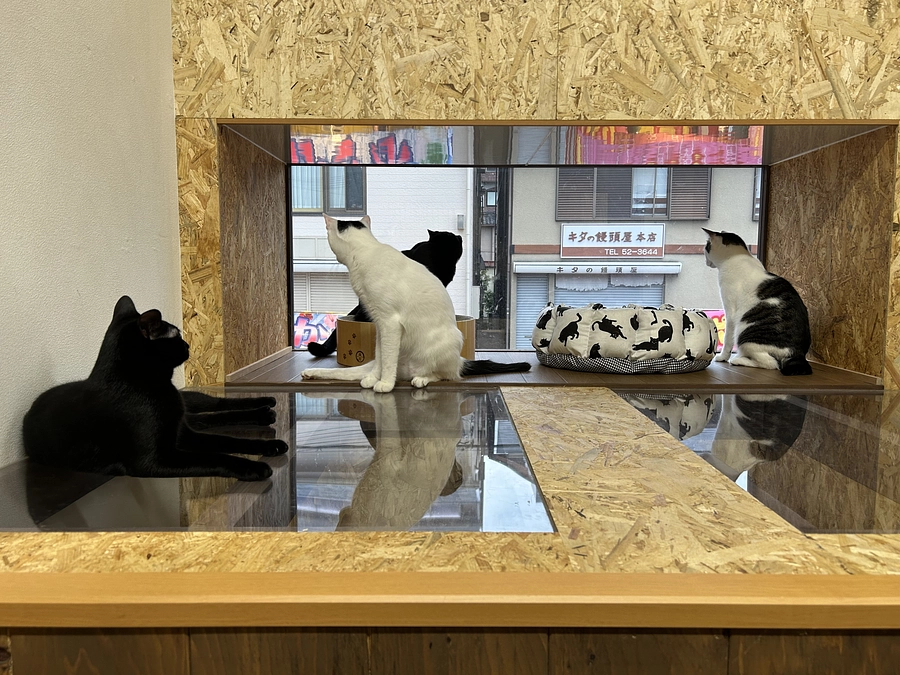 人も猫もお祭りだぉーーー♪