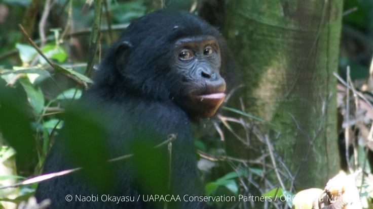 アフリカ奥地の感染症対策｜生薬事典を作り人々と野生動物を守りたい。
