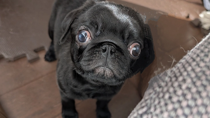 重度の右室二腔症・生後6ヵ月のユッケを助けてください