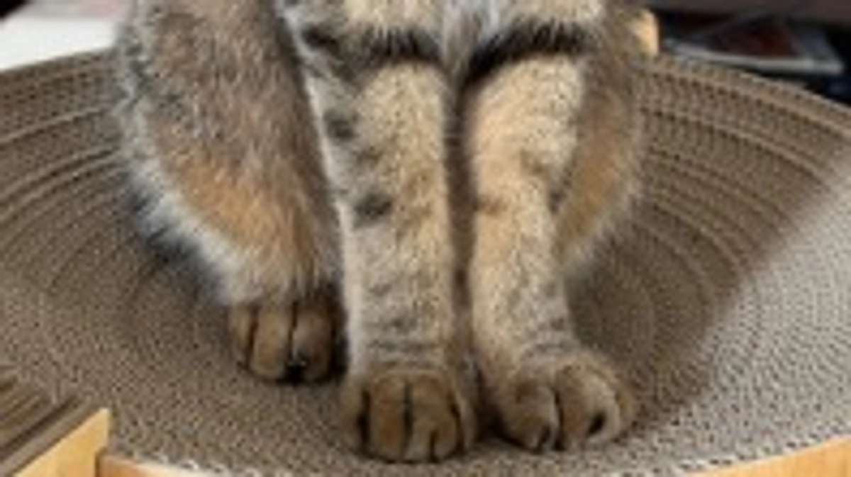 【通院記録】2月10日，12日，18日