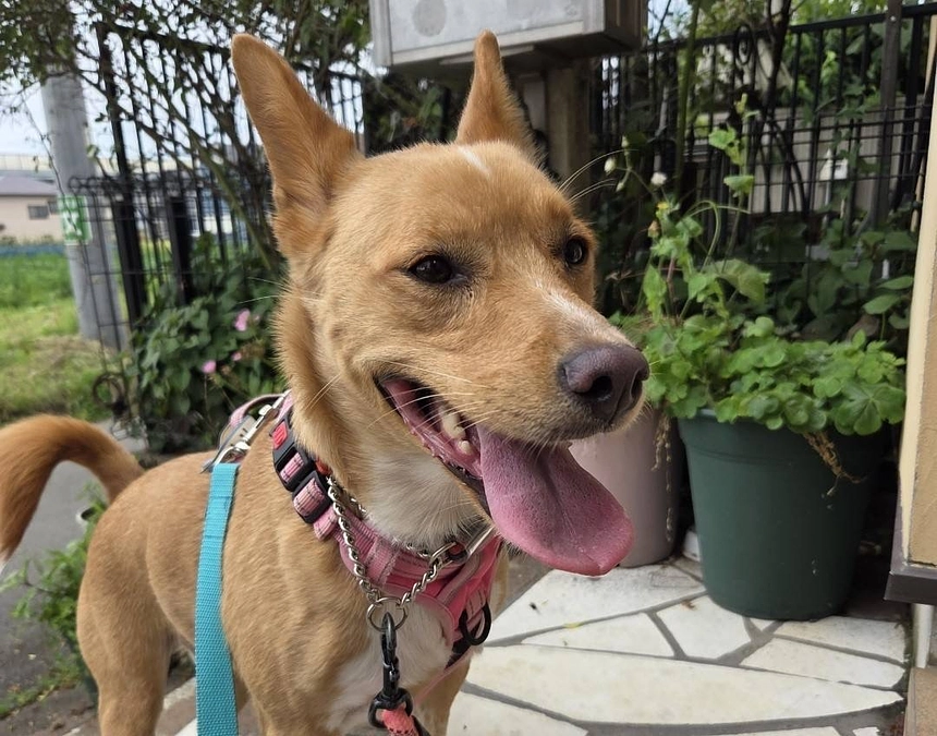 サマータイム散歩、始めました。