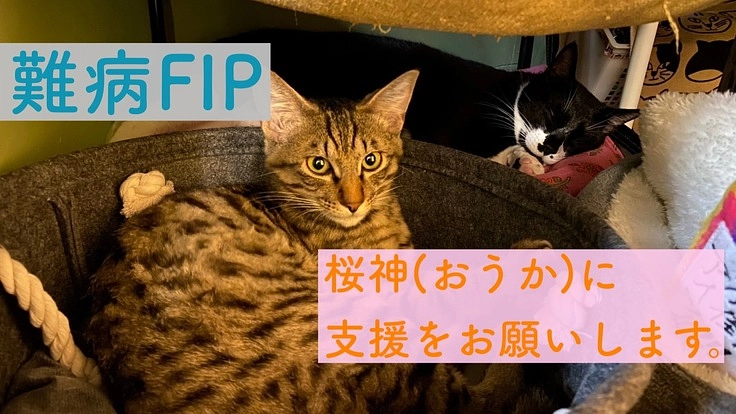 FIP(猫伝染性腹膜炎)の治療に支援をお願い致します。