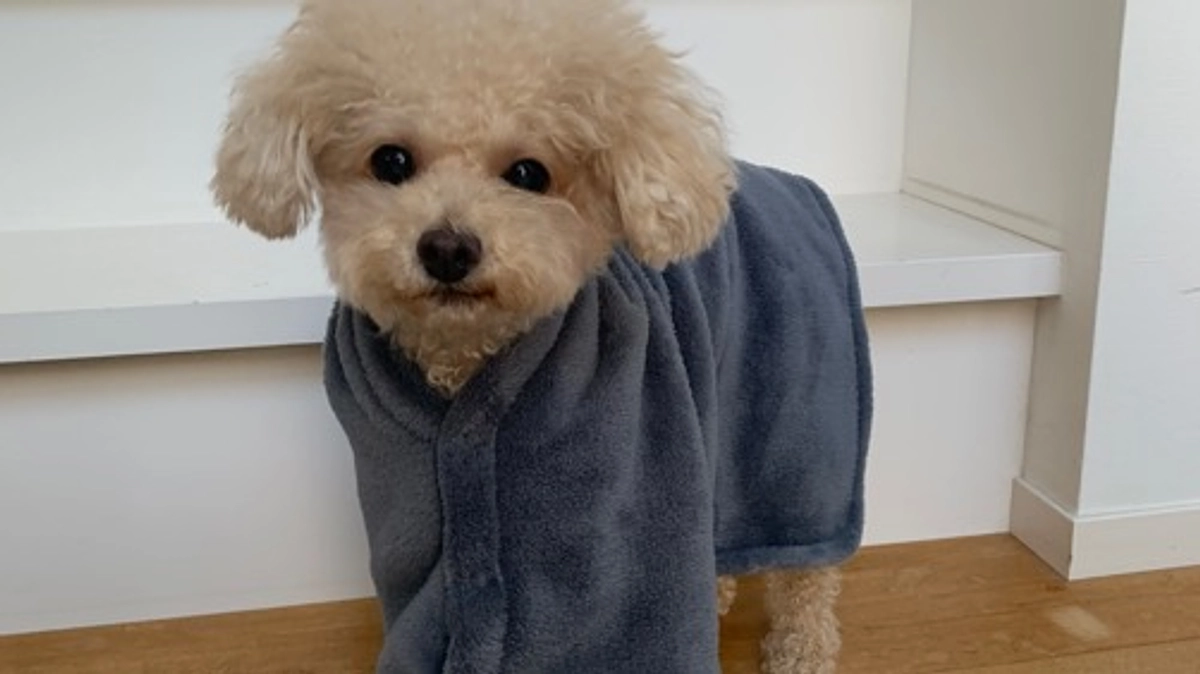 ガウンを作りました