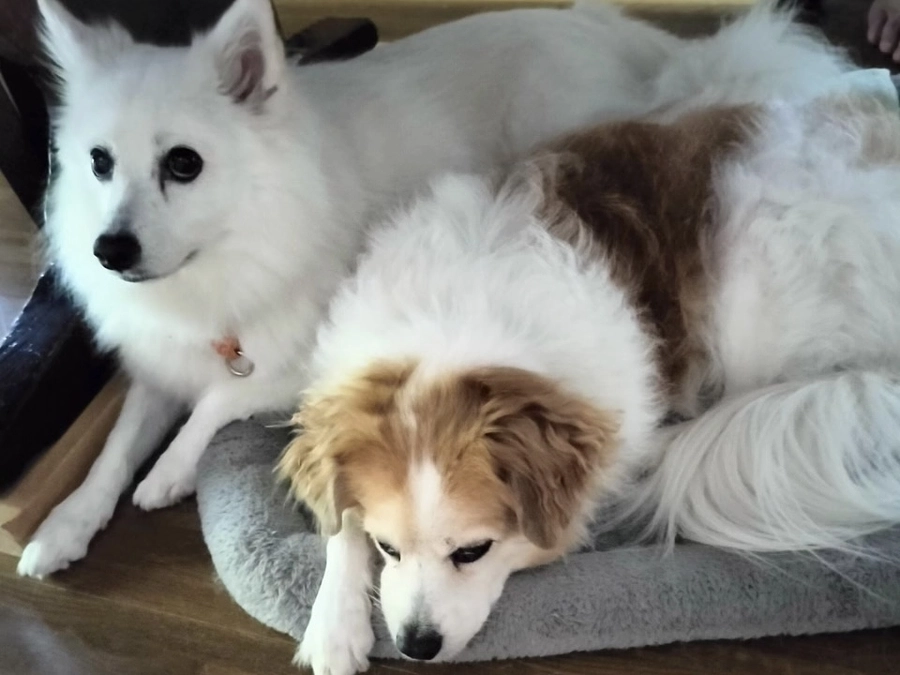 【公開終了まで｜残り３時間！】いただいた応援コメントのご紹介