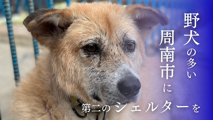 殺処分反対！周南の成犬を助けるため、第二のまあくんハウスを作りたい