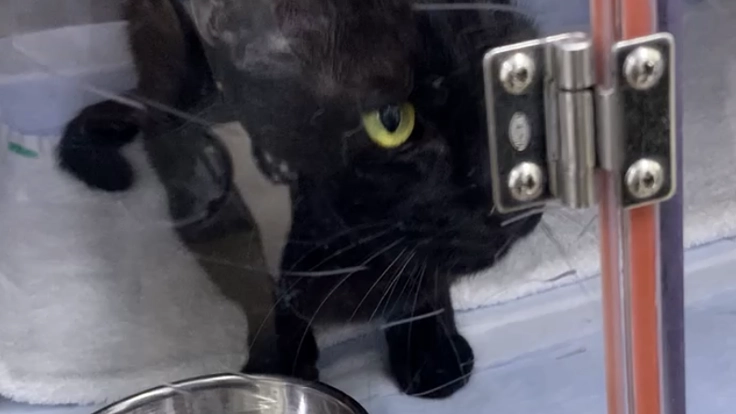 6歳　闘病中の我が子同然の猫