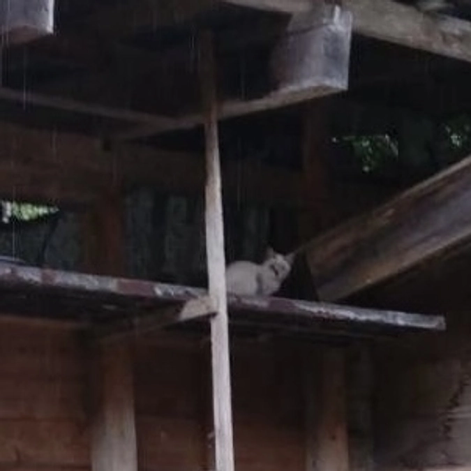 訳あり猫達、もう1匹保護できました