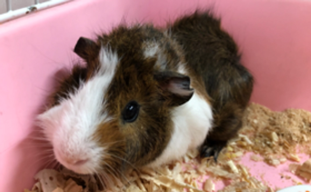 【お気持ちコース】