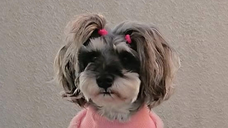 肛門嚢アポクリン腺癌と診断された11歳の愛犬：六花を助けてください