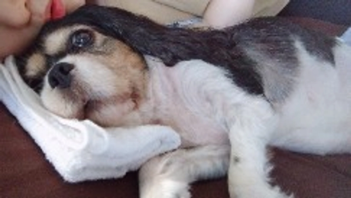 10月19日のハニーの様子