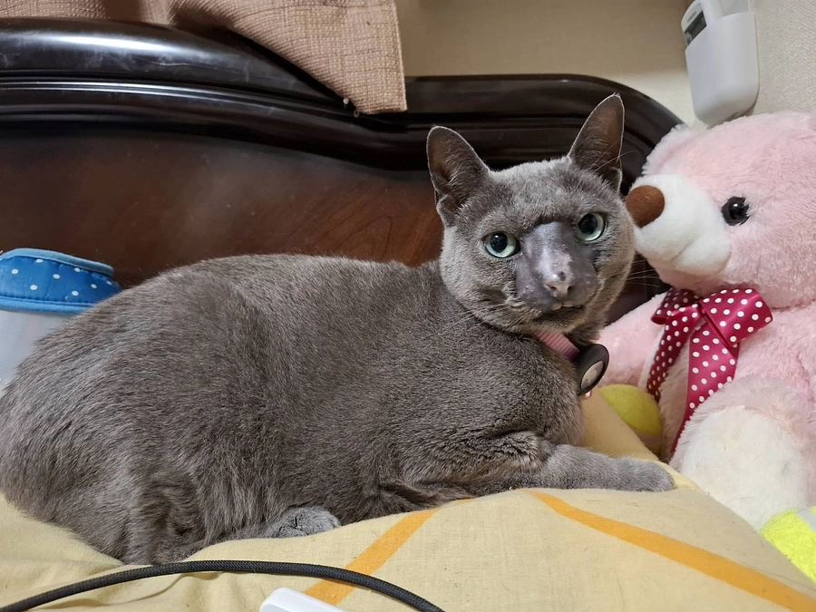 最近のステラの様子