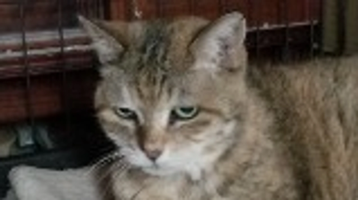 しゃーに会いに行ってきました。