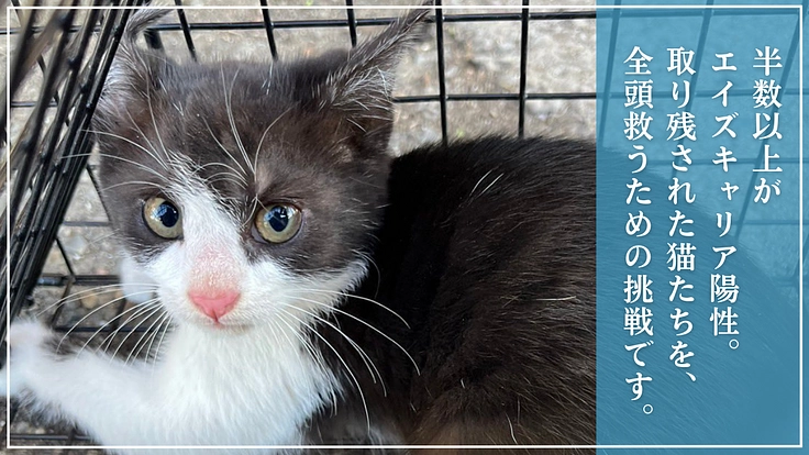 競馬場周辺の猫を救う!ハンデのある子や傷病猫たちの医療費にご支援を 2枚目