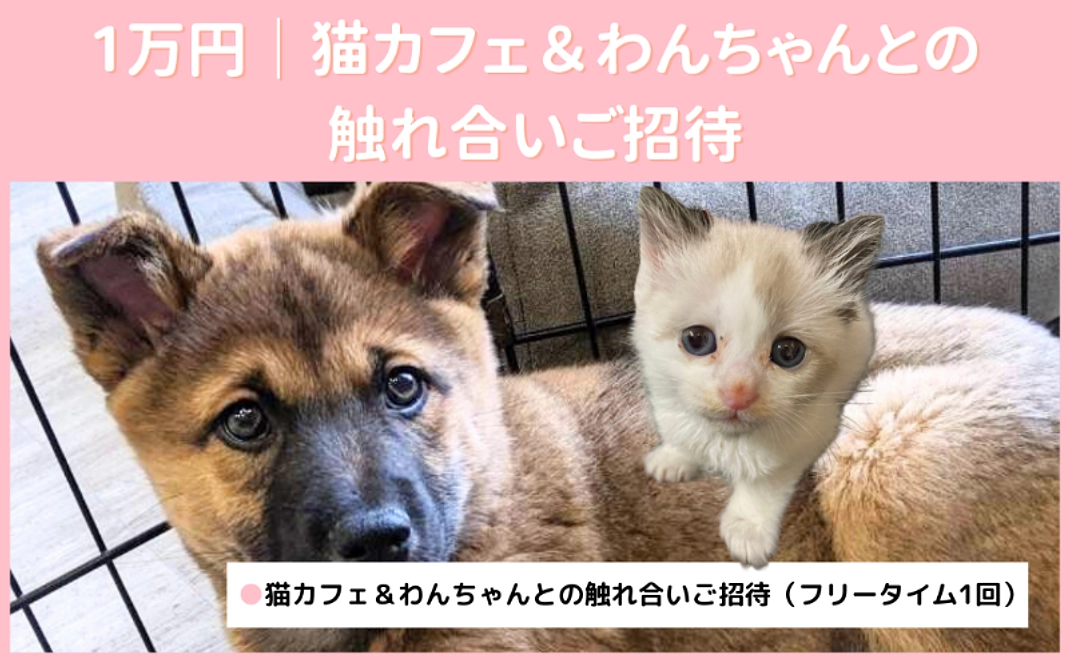 猫カフェご招待（1回分）｜1万円
